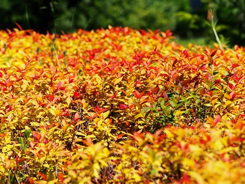Spiraea japonica 'Goldflame' - Japanese meadowsweet, japanese spiraea
