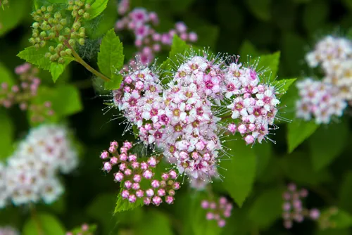 Pale pink Japanese spirea Little Princess - Latin name - Spiraea japonica Little Princess
