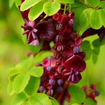 Akebia – Chocolate Vine