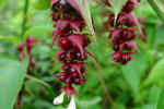 lecesteria - Pheasant Berry