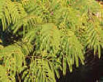 Albizia - Silk Tree