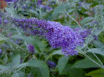 Buddleja Highland Blue