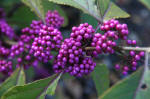 Callicarpa - Beauty Bery