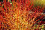 Cornus - Dogwood - Midwinter Fire