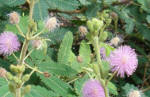 Mimosa Pink flowered - pudica