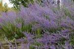 Perovskia - Russian Sage Blue flowered shrub
