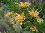 Grevillea juneperina