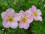 Potentilla Pink Princess