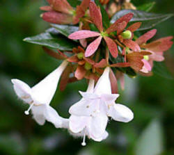 abelia x grandiflora