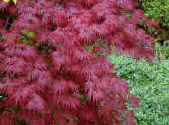 Cut leaf Japanese Maple - Acer dissectum