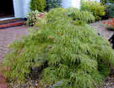 Acer dissectum green - Japanes Maple
