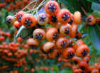 Pink Pyracantha berries