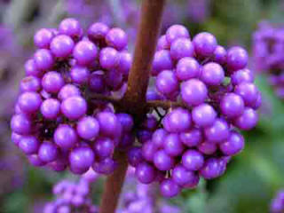 Mauve berries shown on branch of Callicarpa bodinieri Profusion in the Fall - Autumn.