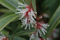 Sarcococca 