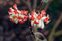 Edgeworthia chrysantha 'Red Dragon'