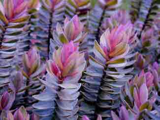 Hebe Pink Elephant foliage with the pink from the name well illustrated