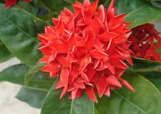 Ixora - flowering shrub