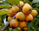 The Golden Crab Apple tree - Malus Golden Hornet