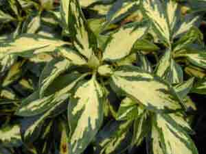 Golden variegated foliage of Rhododendron Molten Gold