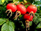 Ripe Rose hip Berries.