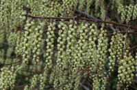 Stachyurus praecox