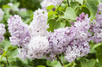 Syringa vulgaris | Common Lilac