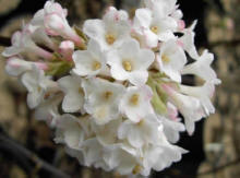 Viburnum x bodnantense 'Deben'