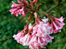 Viburnum x bodnantense