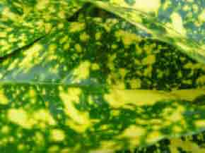 Variegated foliage of a spotted laurel - Aucuba japonica