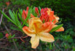 Azalea mollis with orange and peach coloured flowers