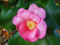 Camellia sasanqua Cleopatra
