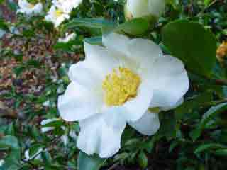 Camellia sasanqua