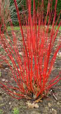Cornus alba Sibirica showing winter stem colour.