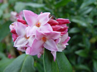 Daphne bholua 'Jaqueline Postil'