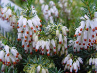 Erica carnea 'Springwood White'