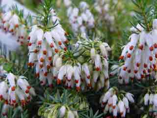 Erica carnea white spangles