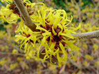 Hamamelis mollis 'Boskoop'