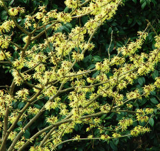 Hamamelis x intermedia 'Pallida'