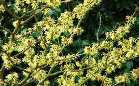 Hamamelis x intermedia 'Pallida'