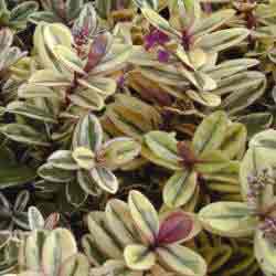 hebe tricolor - Multi coloured foliage
