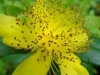 Close up photo of Hypericum calycinum with stamens