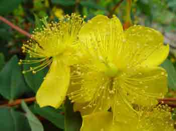 Hypericum kouytchense