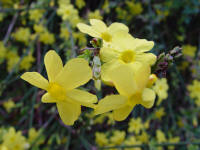 Jasminum nudiflorum