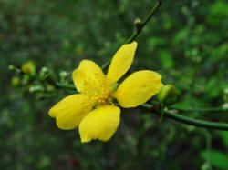 Kerria japonica golden Guinea