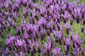The English Lavender