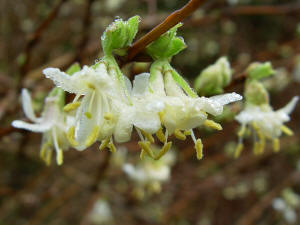Lonicera fragrantissima drooping cream flowers
