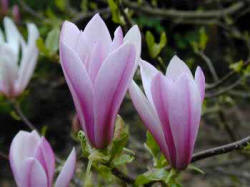 Magnolia Heaven Scent