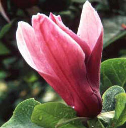 Magnolia Susan