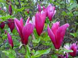 Magnolia liliiflora Nigra