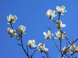 Mgnolia x soulangeana Alba Superba